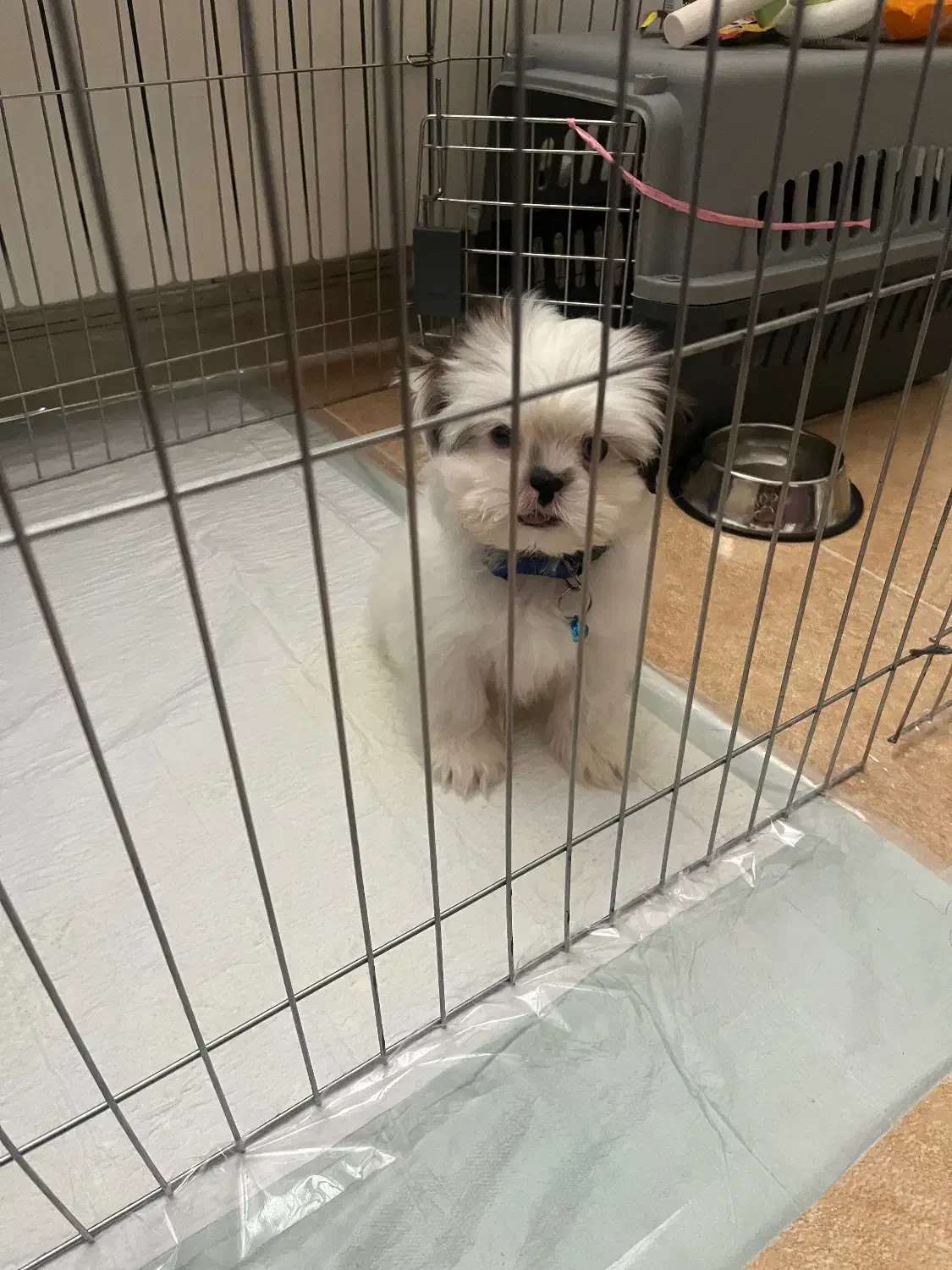 سگ شیتزو سوپر فلت|سگ|یزد, |دیوار