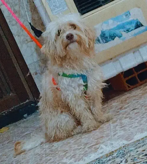 شیتزو|سگ|بجنورد, |دیوار