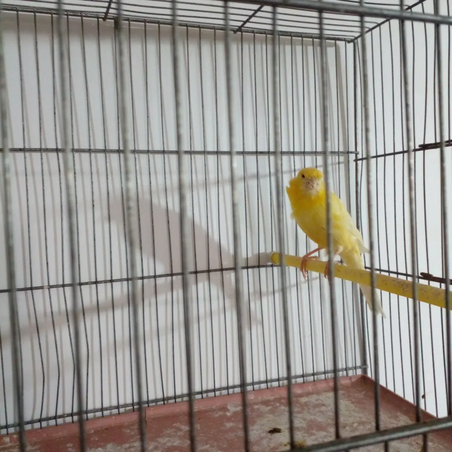 قناری ماده اماده اماده|پرنده|رفسنجان, |دیوار