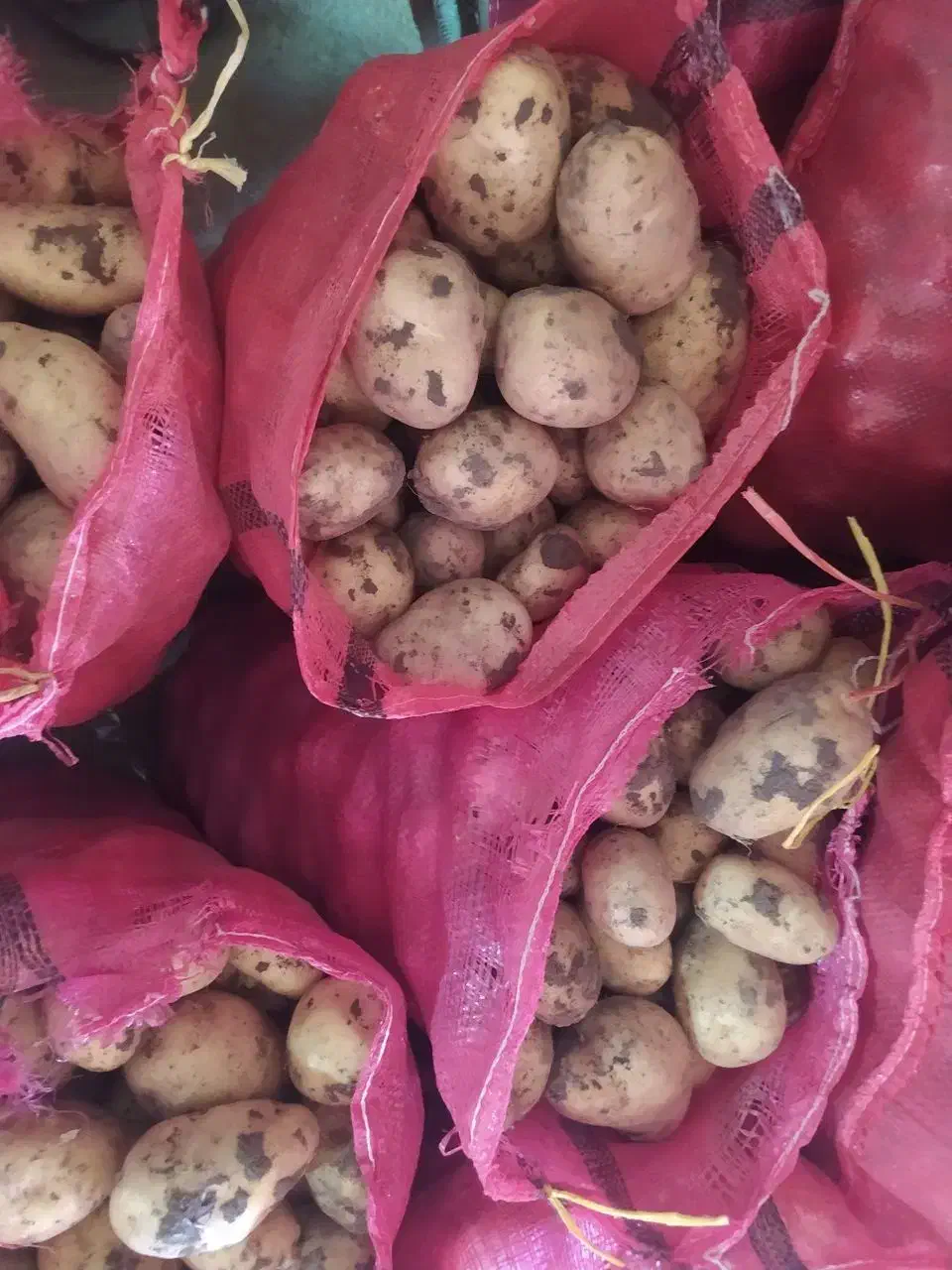 سیب زمینی|خوردنی و آشامیدنی|بلبان آباد, |دیوار