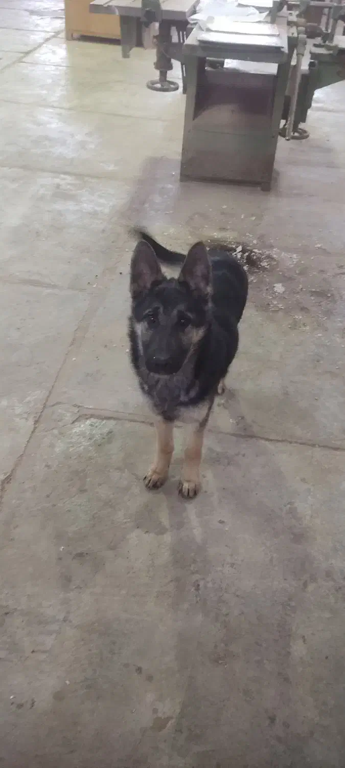 سگ ژرمن|سگ|اردبیل, |دیوار