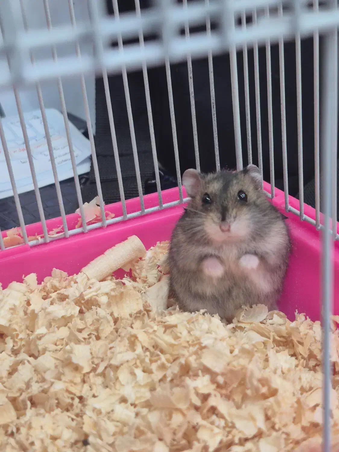 همستر کمپل روسی کوتوله / با تمامی وسایل|موش و خرگوش|تهران, مینای شمالی (مخبر)|دیوار