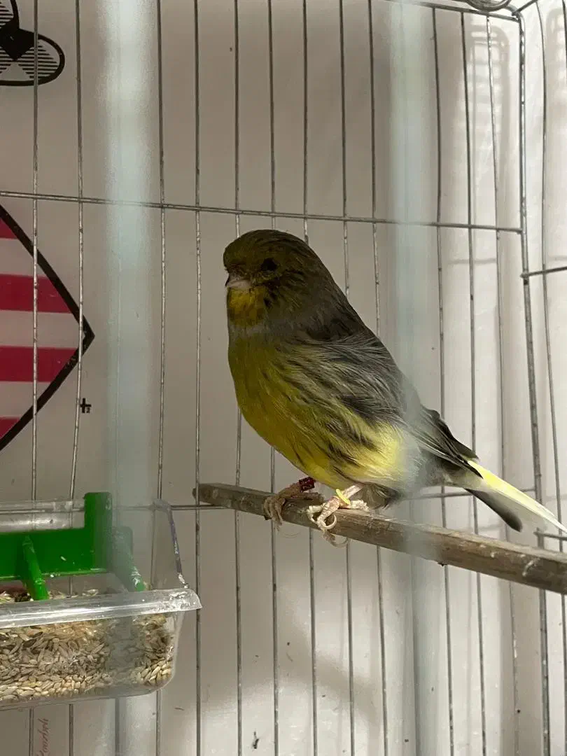 تعدادی گلستر اورجینال و رسمی بلند|پرنده|اندیشه, شهرک کوثر|دیوار