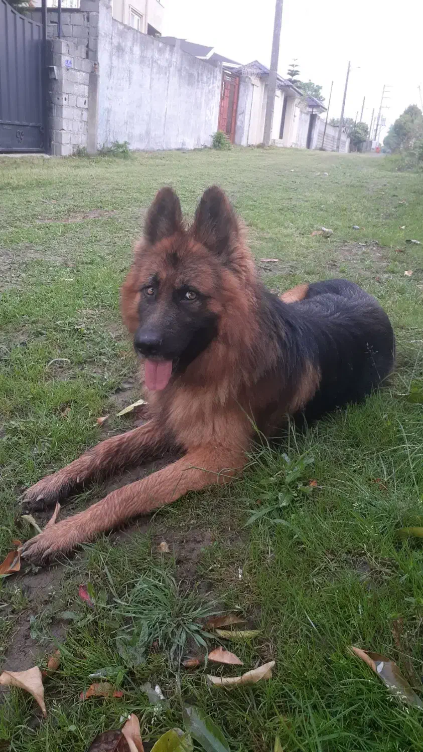 توله ژرمن شولاین اصیل|سگ|نشتارود, |دیوار