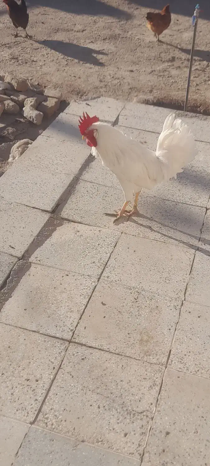 خروس|حیوانات مزرعه|طاغنکوه, |دیوار