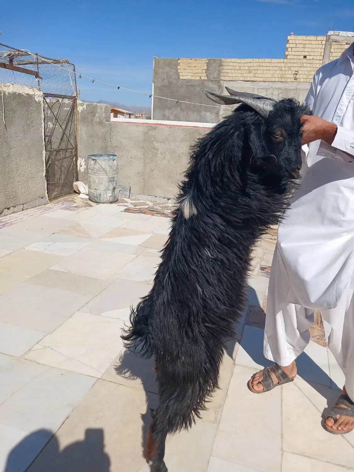 پاچن بهای|حیوانات مزرعه|سراوان, |دیوار