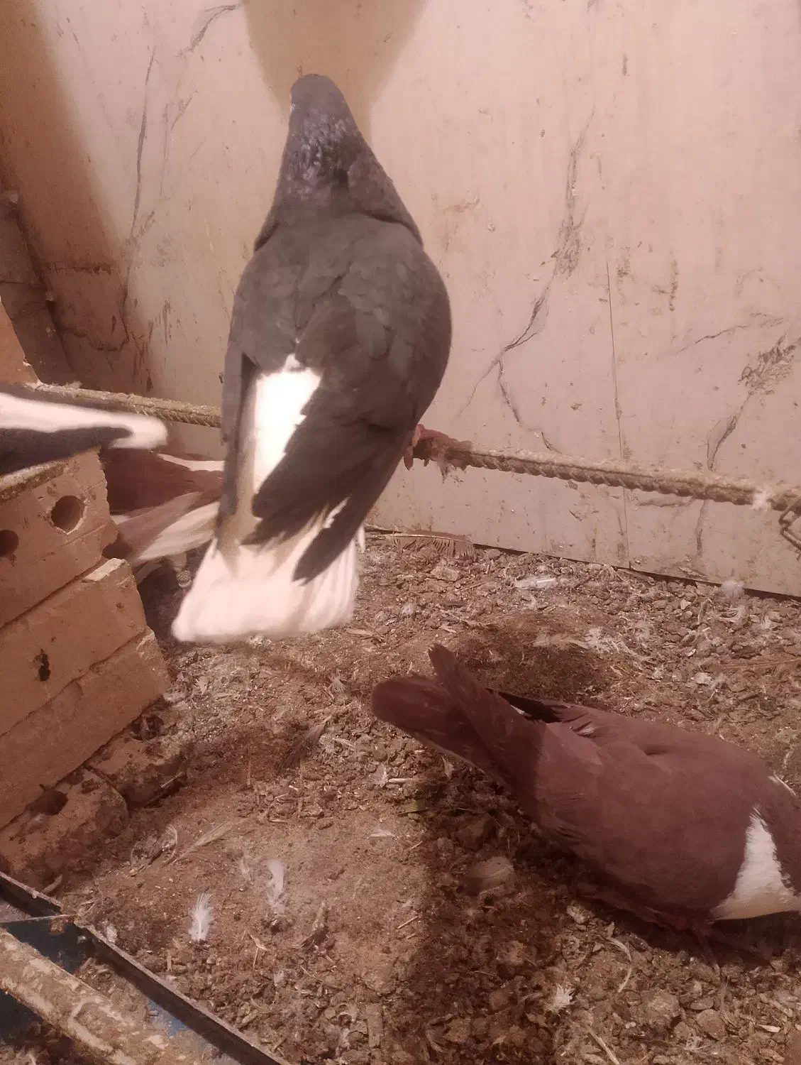کبوتر|حیوانات|تربت‌حیدریه, پائین ولایت|دیوار