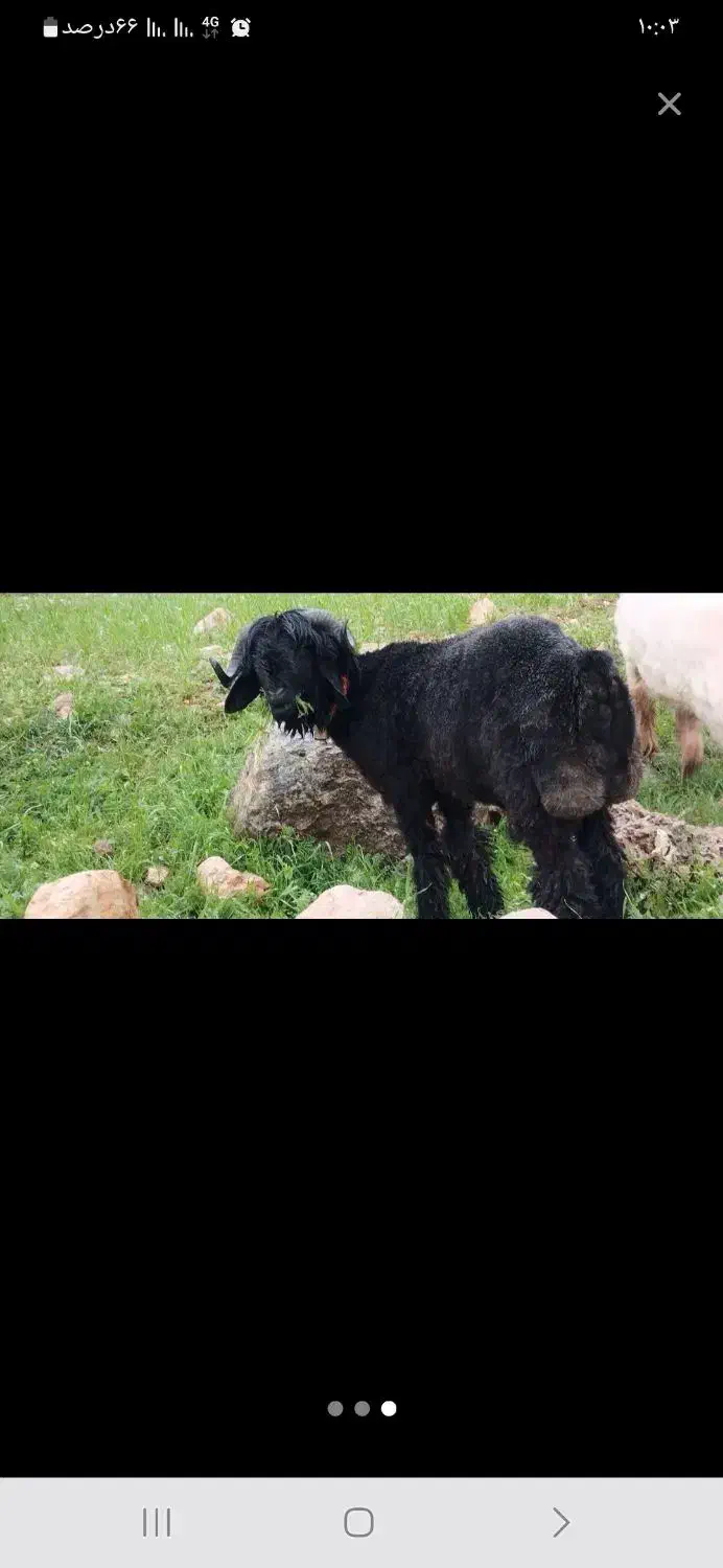 فروش میش با بره|حیوانات مزرعه|بازفت, |دیوار