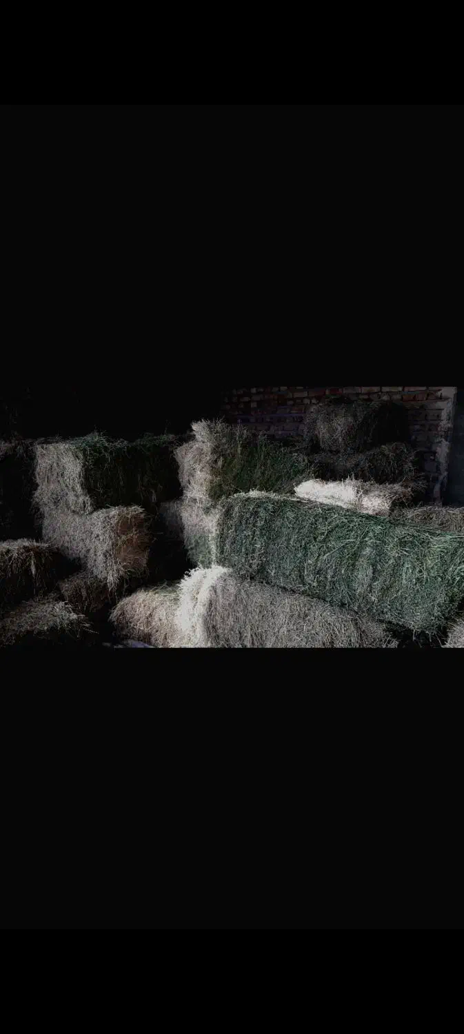 بیده|لوازم جانبی حیوانات|فیروزه, |دیوار