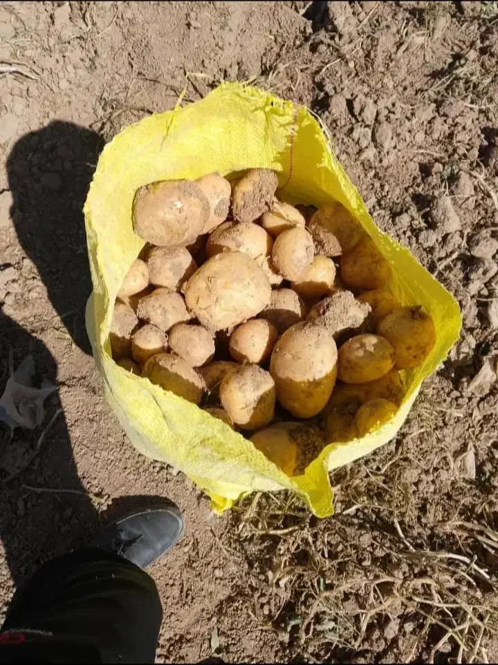 سیب زمینی|گل و گیاه طبیعی|گالیکش, |دیوار