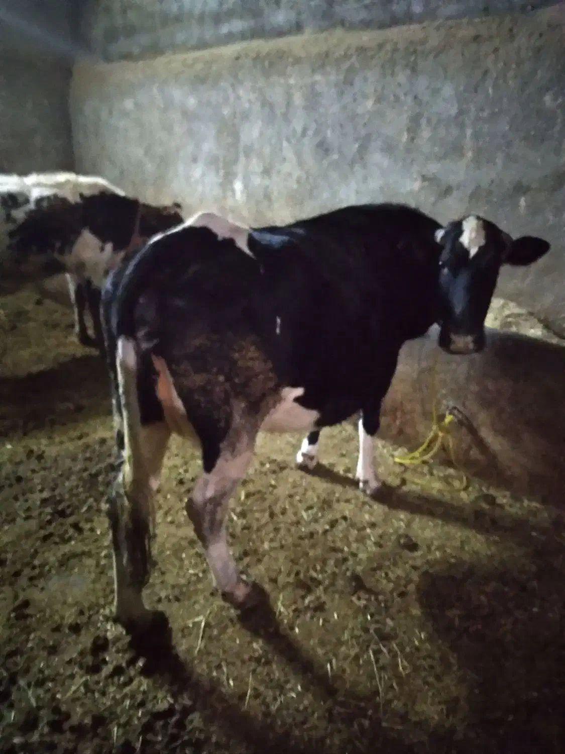 نوین|حیوانات مزرعه|حسین آباد, |دیوار