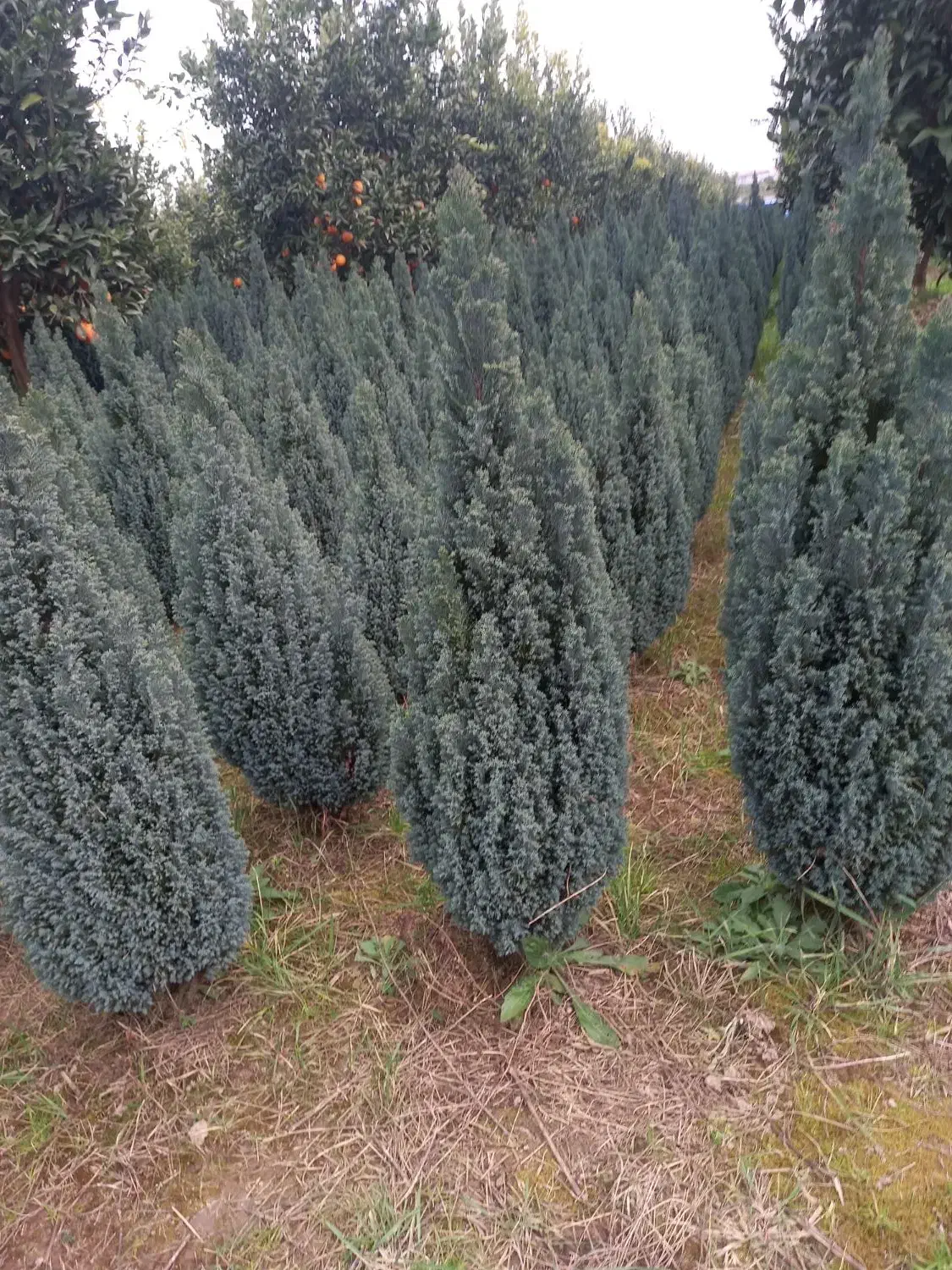 اریکا لوله‌ای|گل و گیاه طبیعی|شهرضا, |دیوار