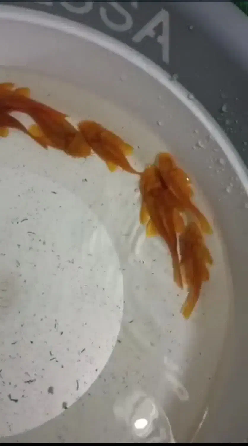 کت پوزه بوته ای. کت فیش|ماهی|شاهین‌شهر, خانه کارگر|دیوار