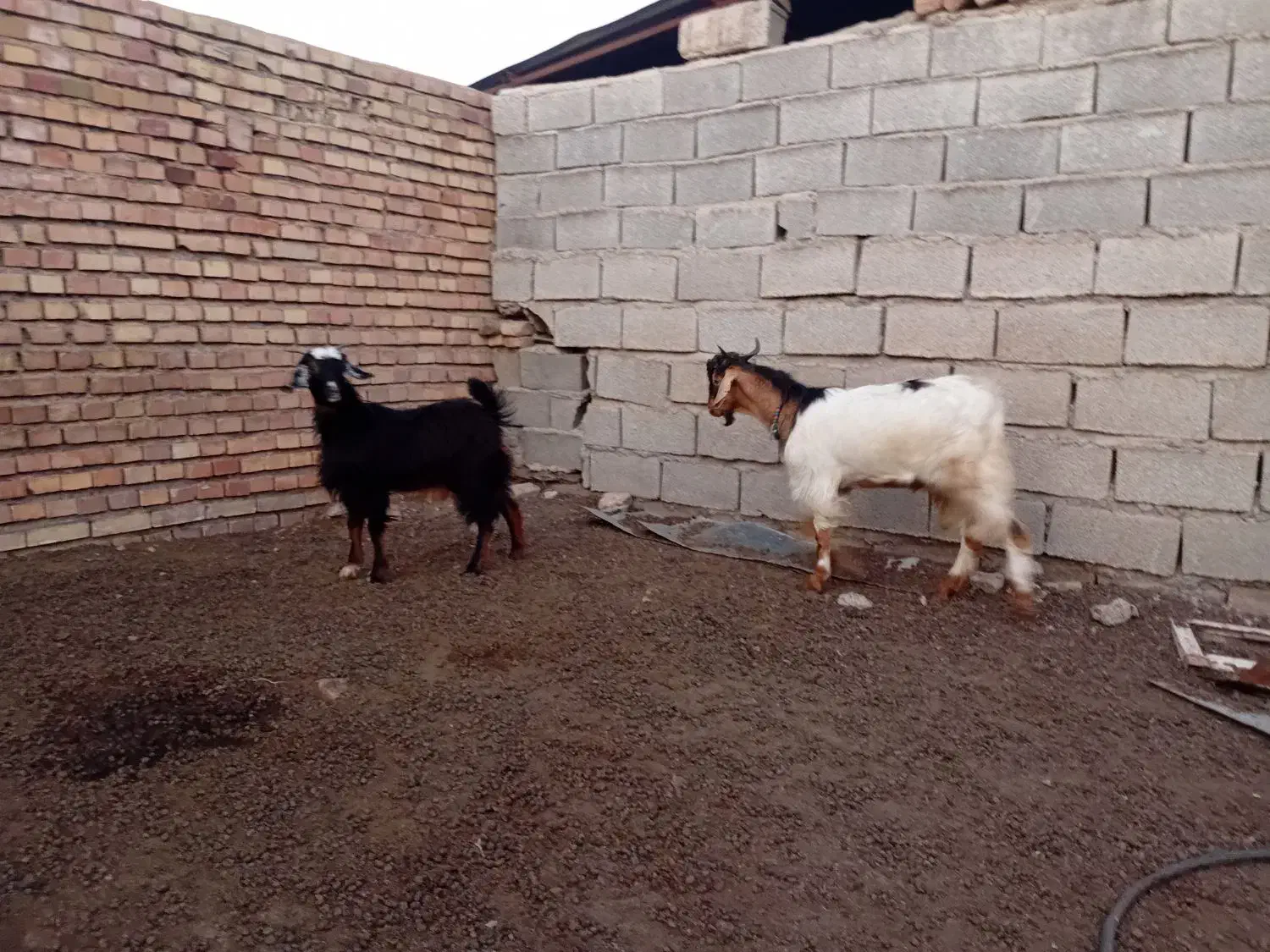 بزغاله|حیوانات مزرعه|خان ببین, |دیوار