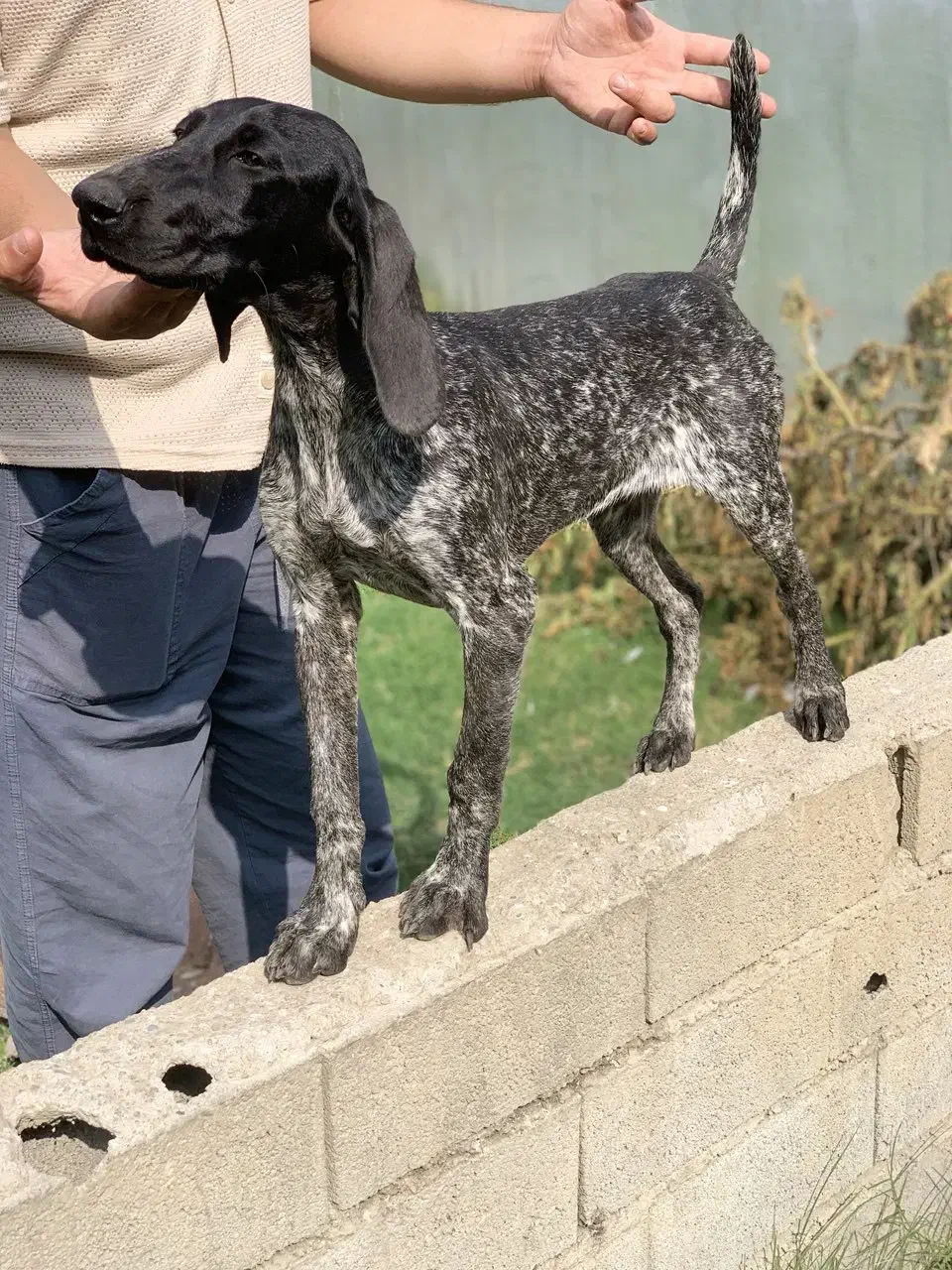 توله سگ شکاری پوینتر آلمانی اصیل ماده|سگ|بابل, |دیوار