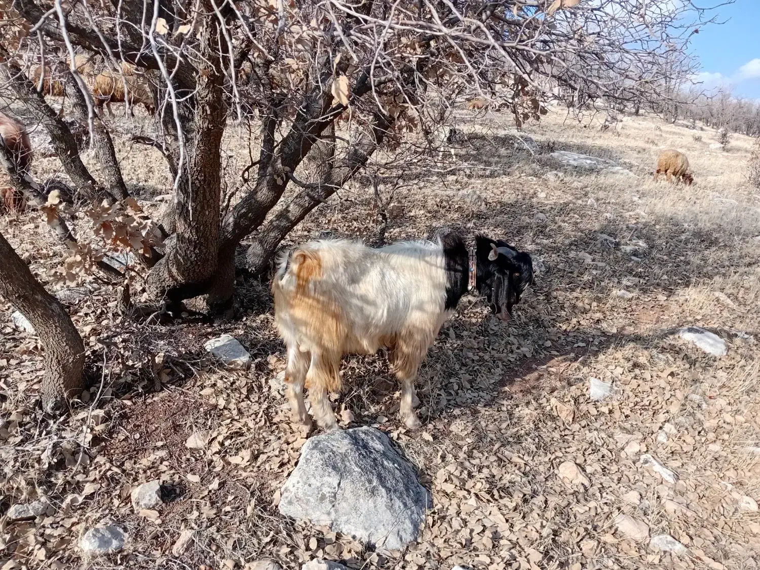 بز نر|حیوانات مزرعه|گهواره, |دیوار