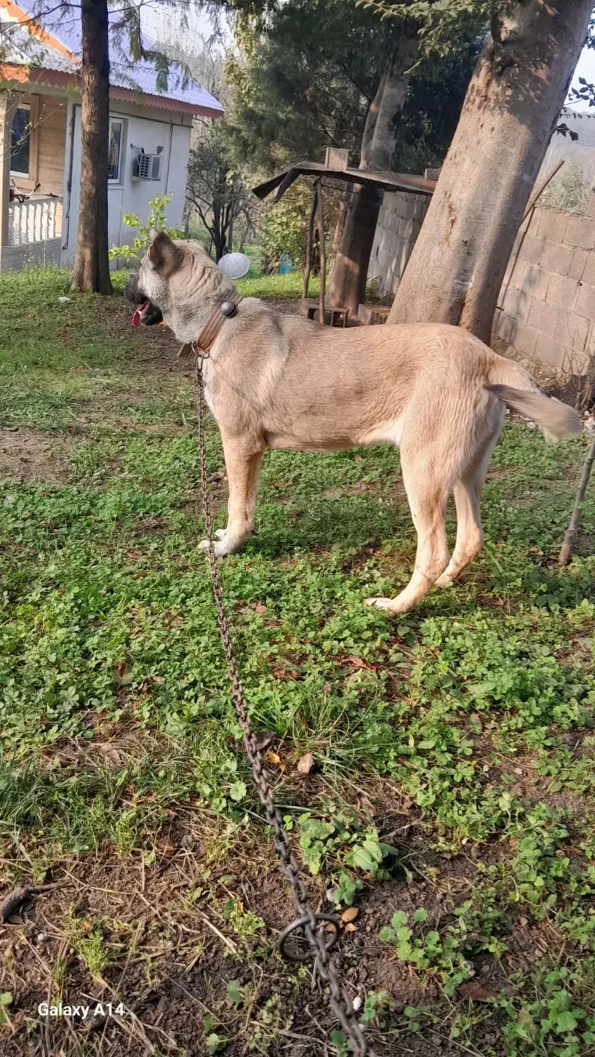 توله سگ سرابی|سگ|سنگر, |دیوار