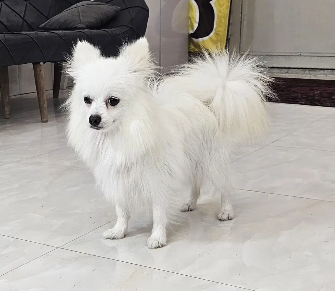 پامرهای شیطون وبازیگوش .پدرومادرو بچه هاش|سگ|سنگر, |دیوار