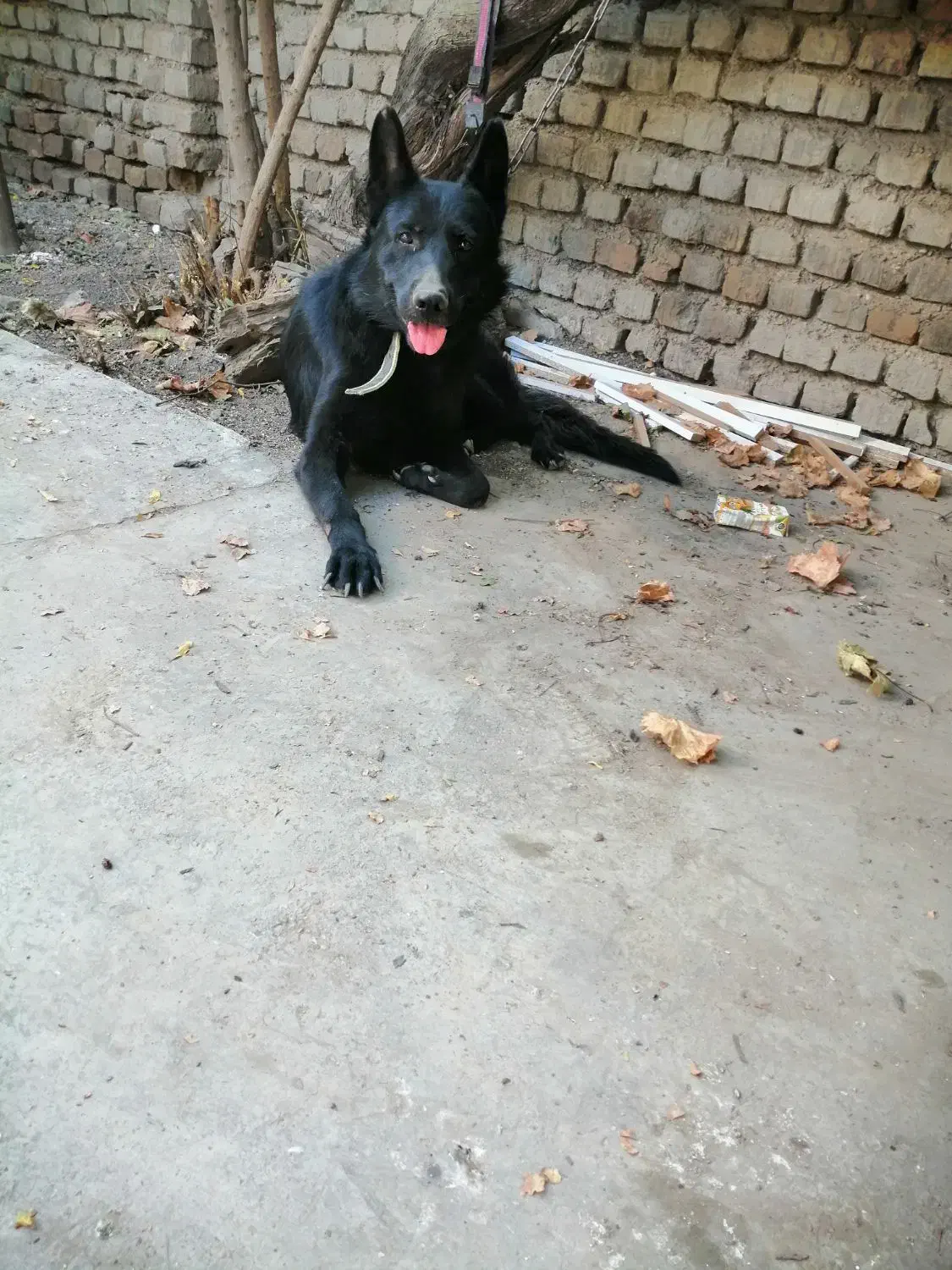 ژرمن بلک سن یکسال حرف گوش کن هوش بالا|سگ|گرگان, |دیوار