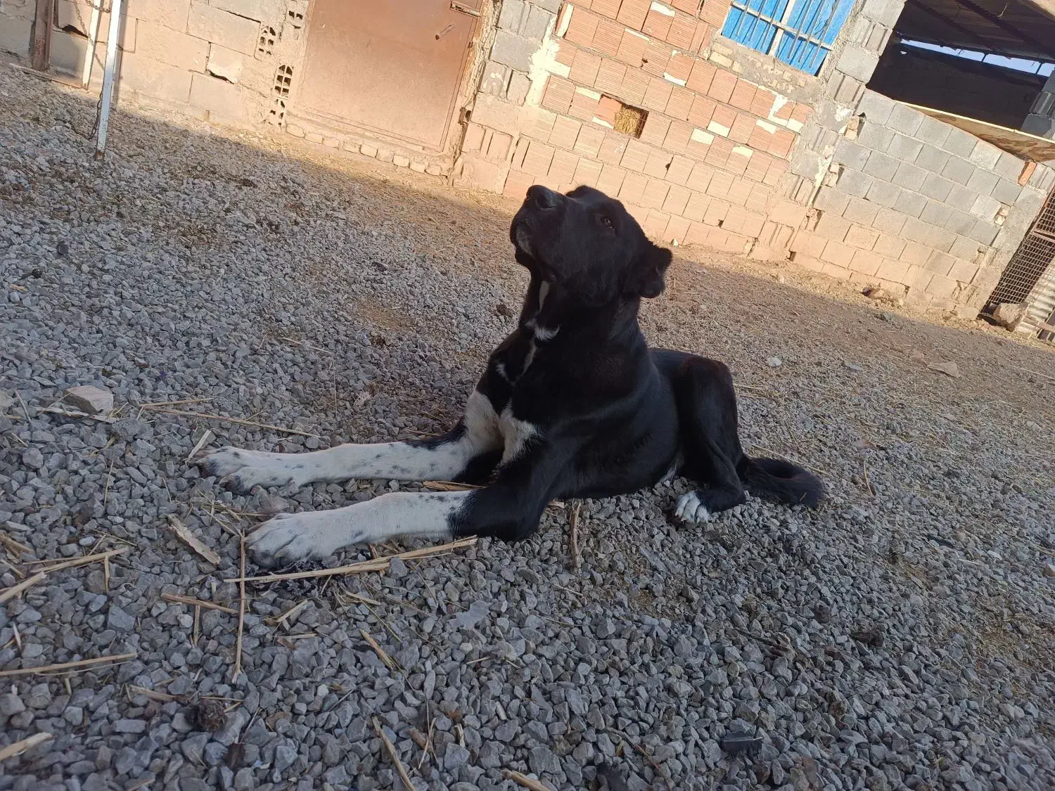 توله سگ الابایی|سگ|بجنورد, |دیوار