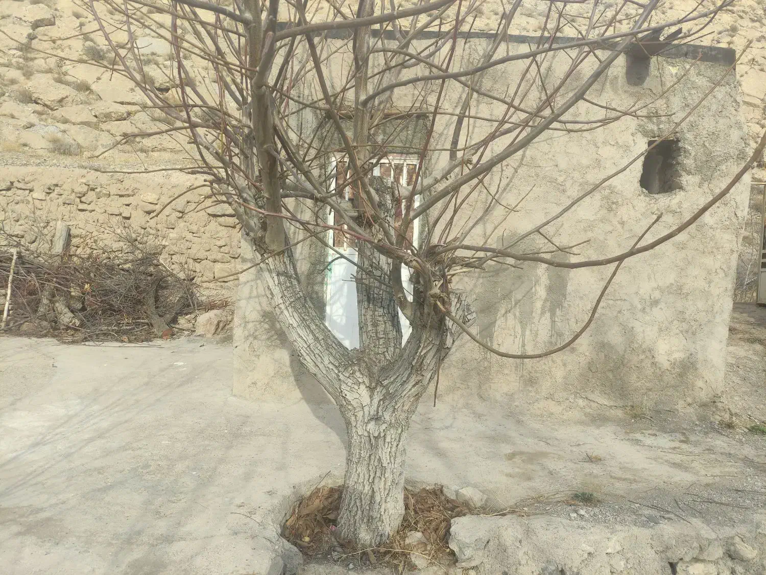 زمین.باغی|فروش زمین و ملک کلنگی|سیدآباد, |دیوار