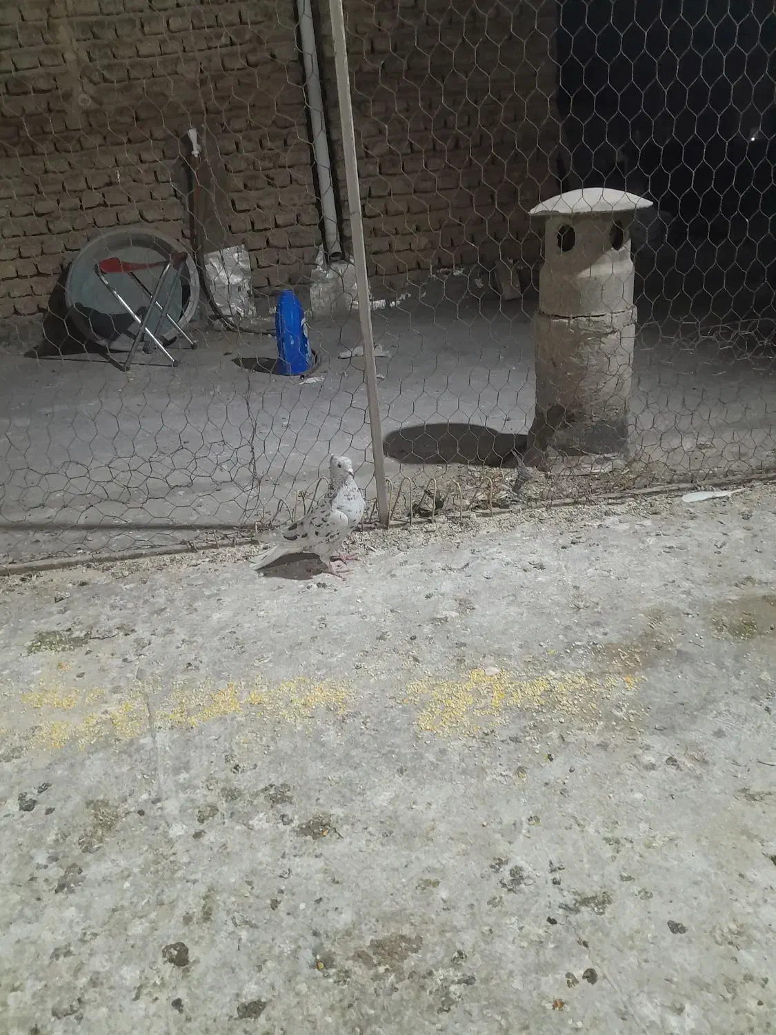 یه سرور دم سفید آس ماده و دو عدد آلمانی|پرنده|گنبد کاووس, |دیوار