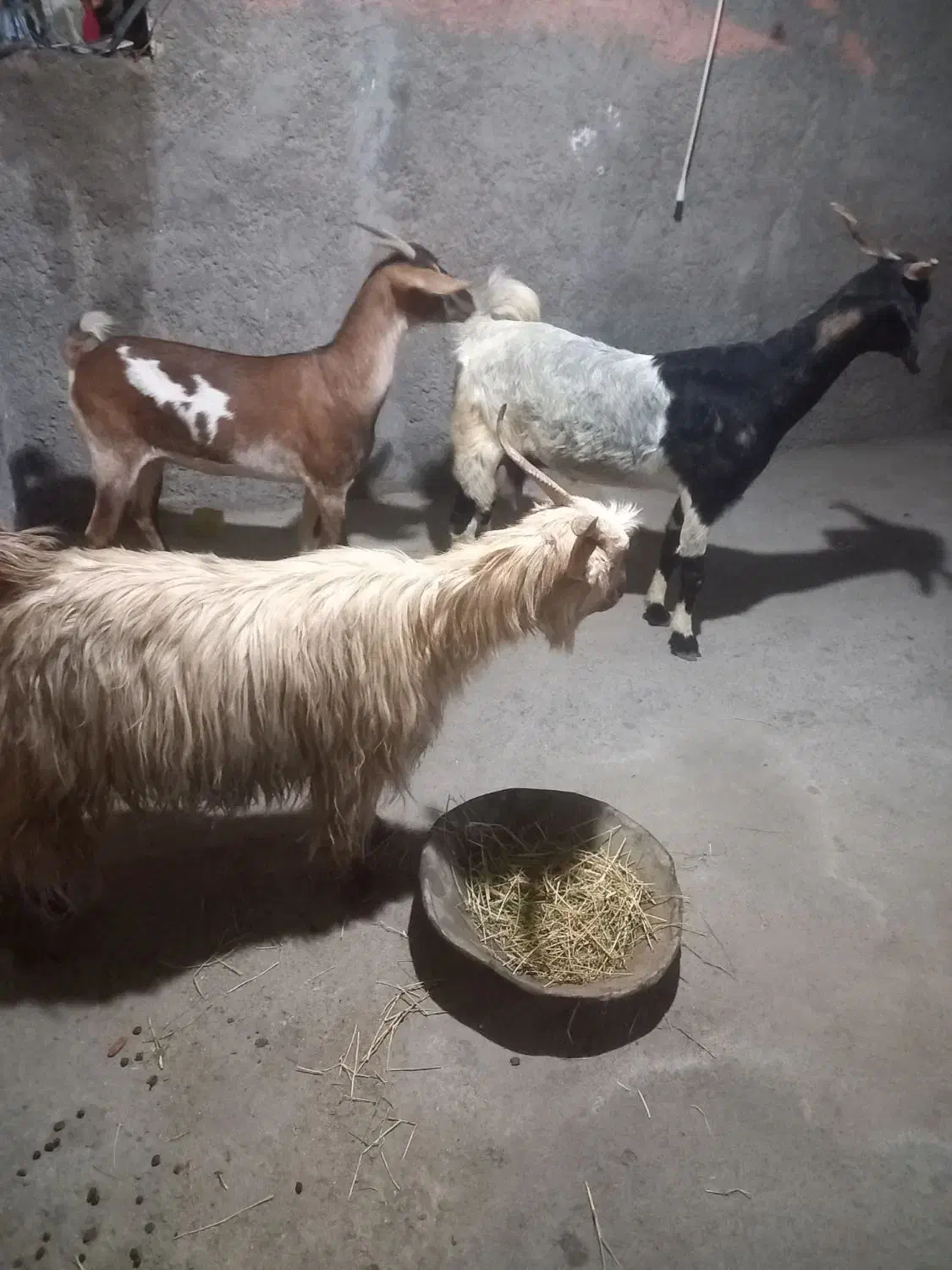بز ابسن پاکستانی و اشکالی|حیوانات مزرعه|خورموج, |دیوار