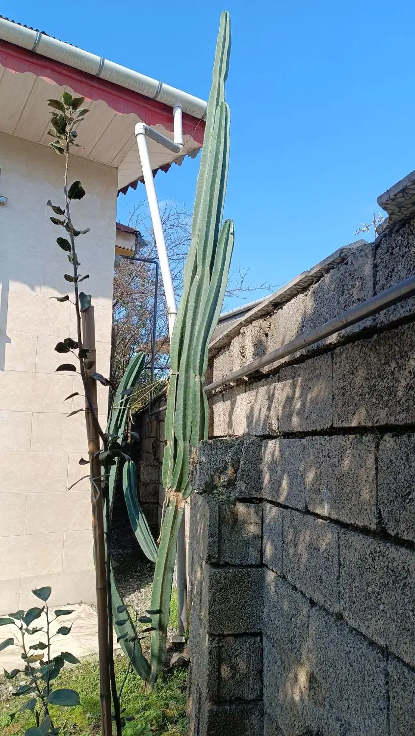 کاکتوس درختی|گل و گیاه طبیعی|شلمان, |دیوار