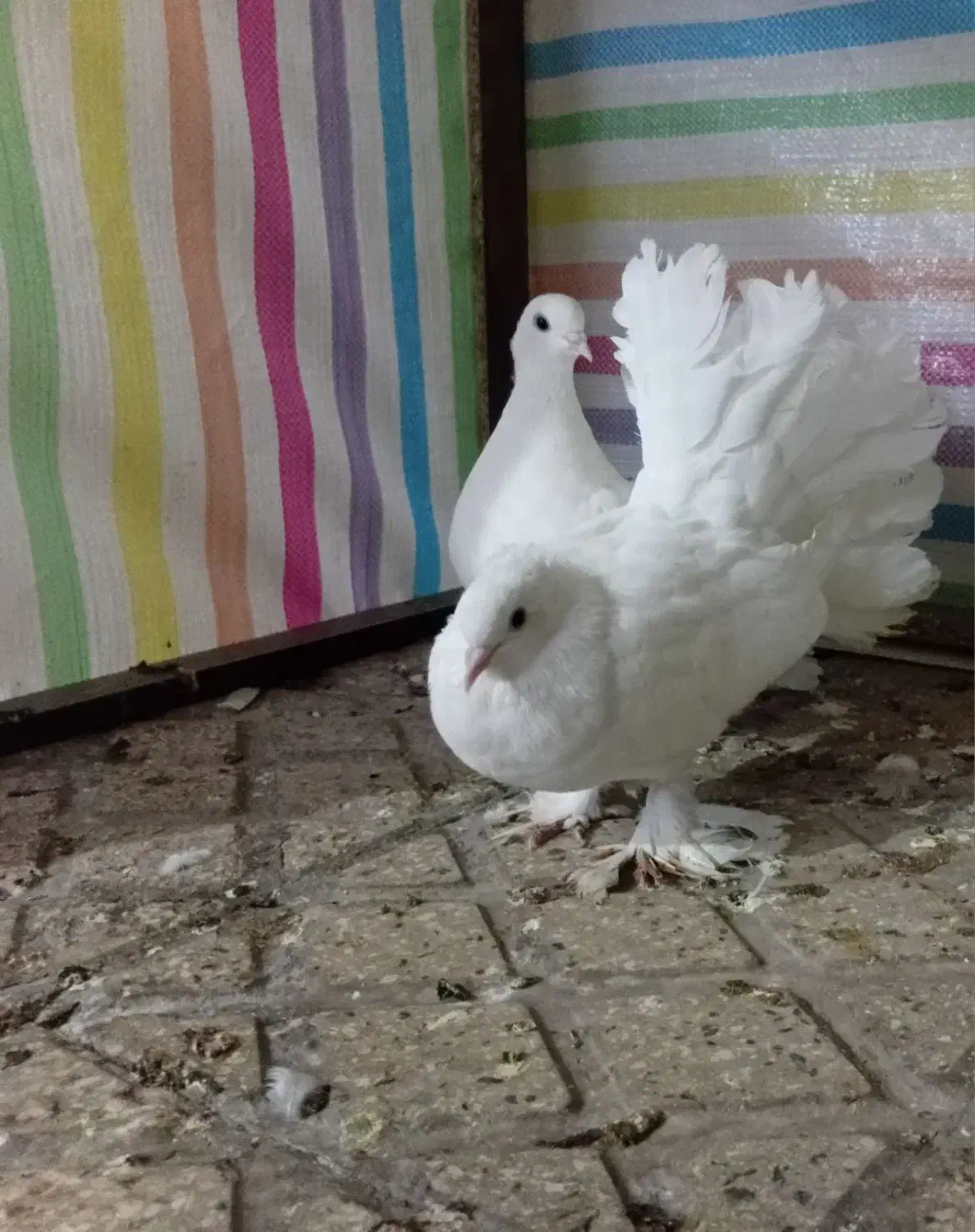 کفتر دم چتری پاپر|پرنده|اقبالیه, |دیوار