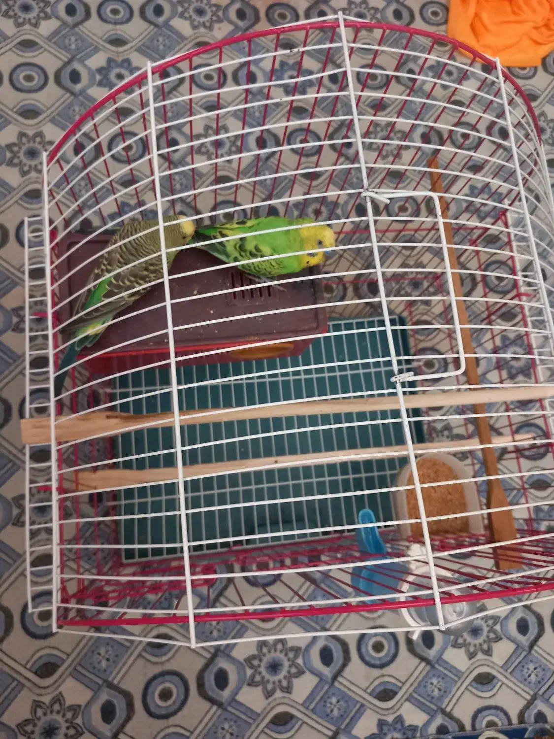 مرغ عشقی با قفس|پرنده|تبریز, |دیوار