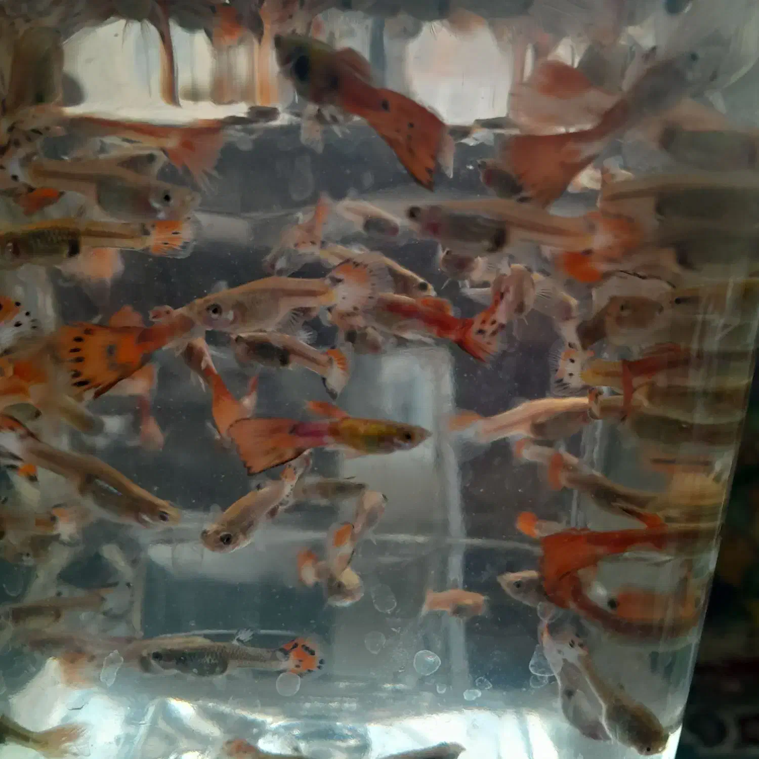 ماهی کپی ۲۰۰عدد|ماهی|تبریز, |دیوار