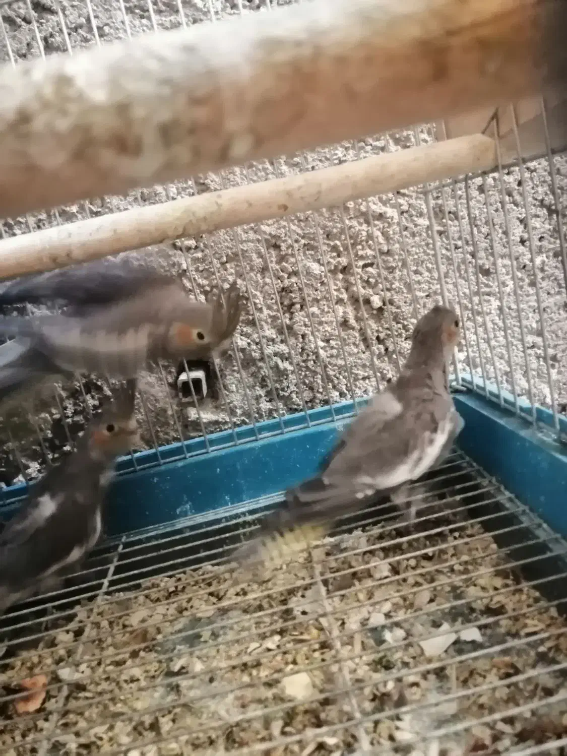 جوجه عروس هلندی|پرنده|داراب, |دیوار