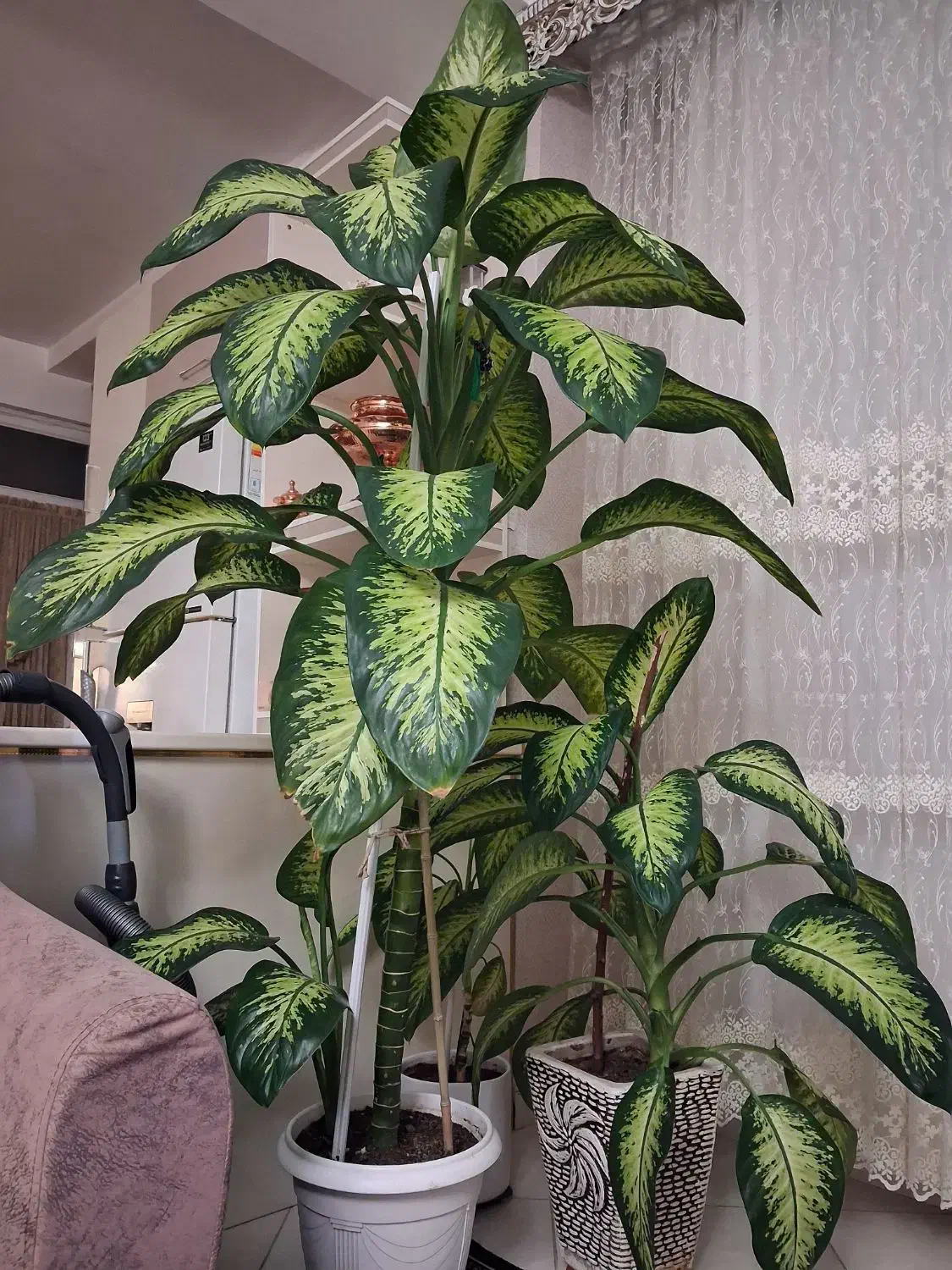 گل طبیعی دیفن|گل و گیاه طبیعی|چهاردانگه (تهران), |دیوار