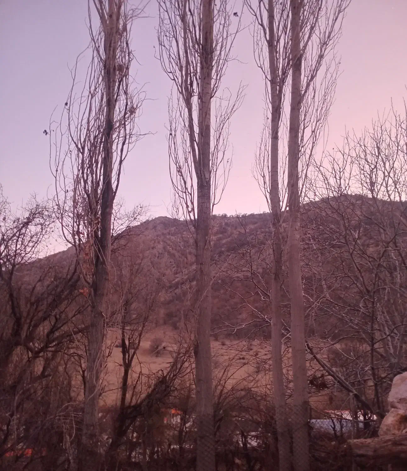 خریدار چوب درختان شما|خدمات باغبانی و درختکاری|یاسوج, |دیوار