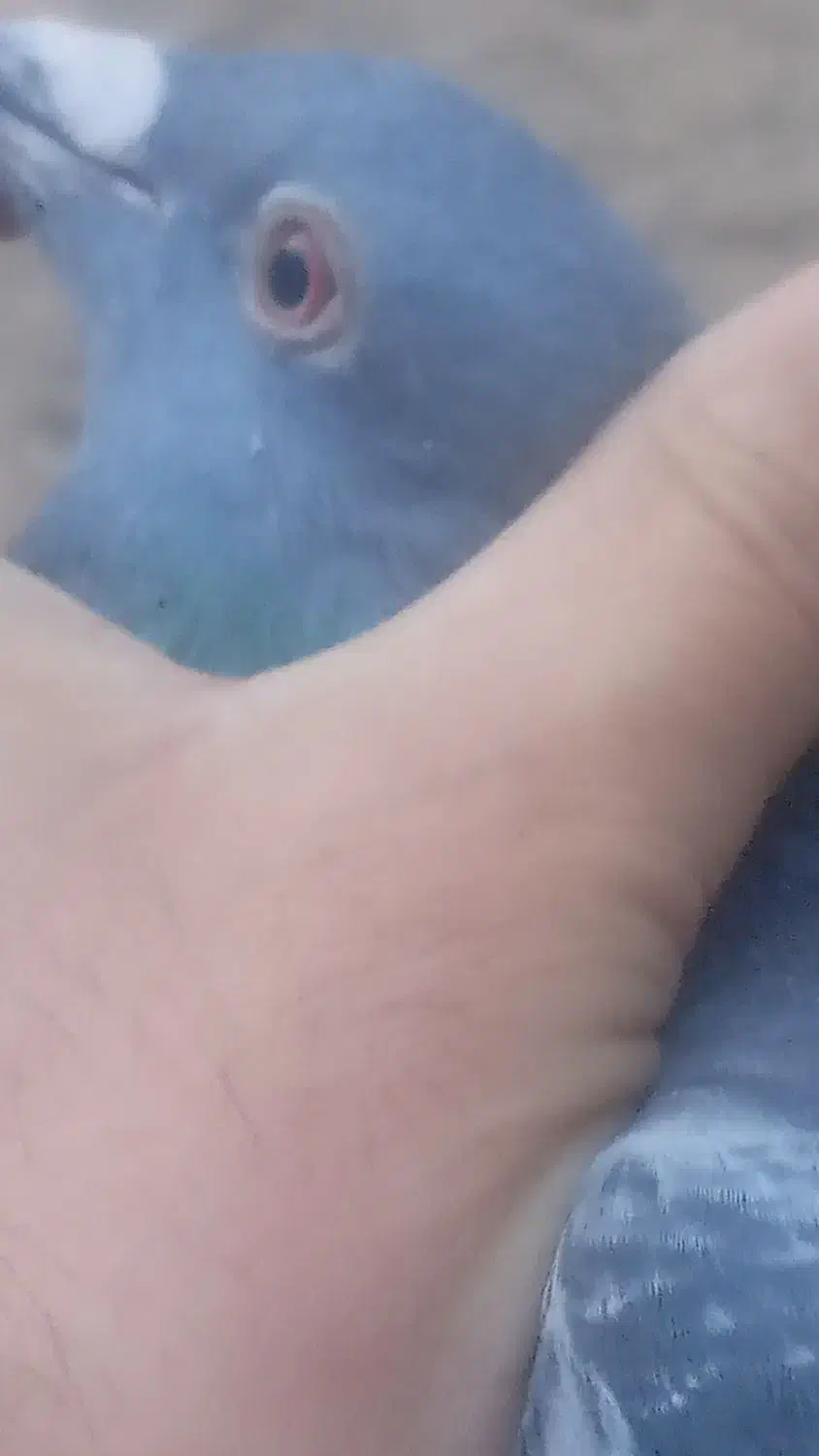 گمشده|حیوانات|سبزوار, اسلام آباد|دیوار