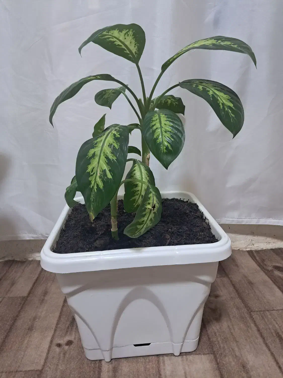 گل دیفن سالم|گل و گیاه طبیعی|کرمانشاه, |دیوار