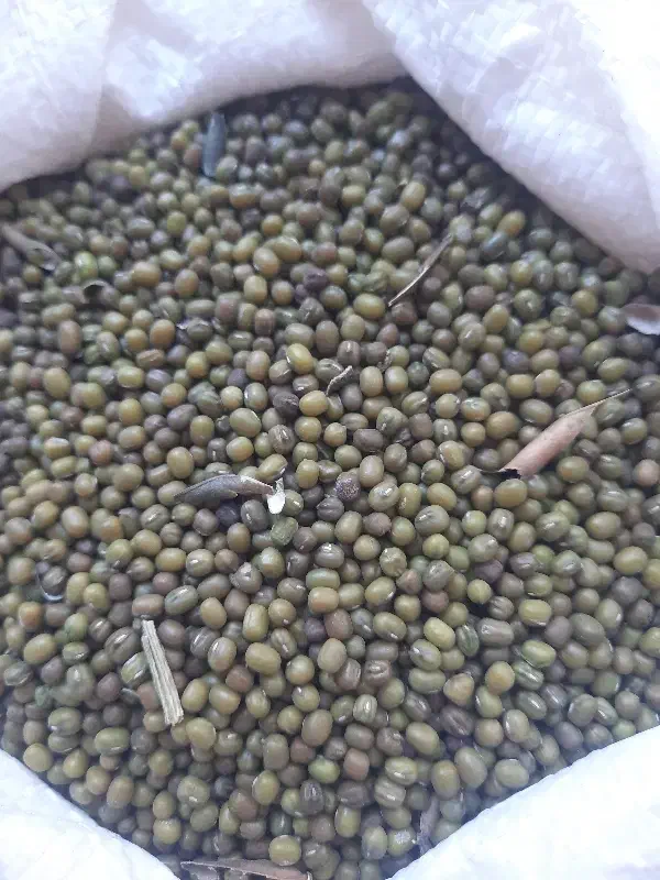 ماش تازه وآبی کیلویی۱۷۰تومن|خوردنی و آشامیدنی|سبزوار, هویزه|دیوار