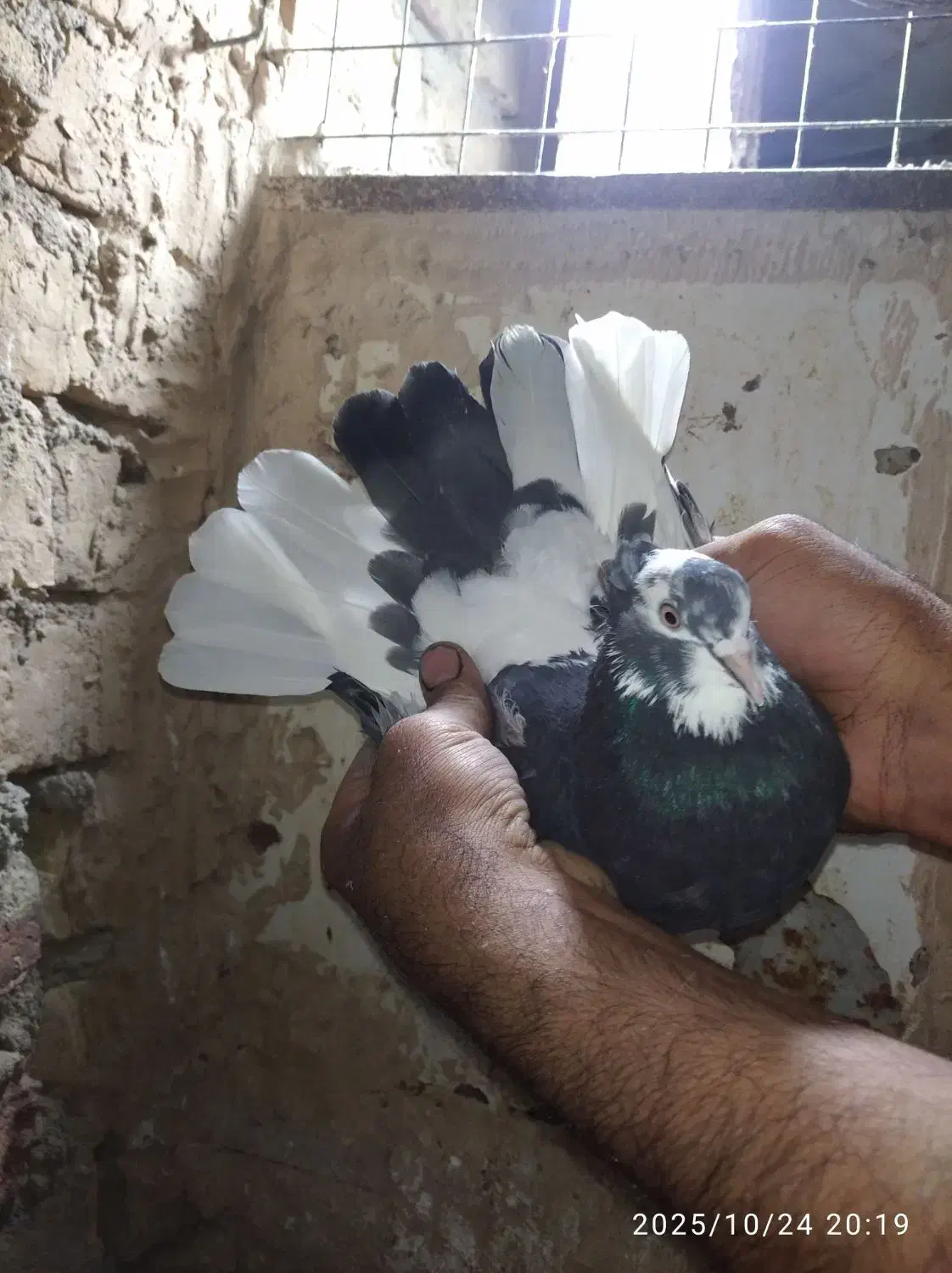 یک جفت ابلغ شازده|پرنده|قم, زاویه|دیوار