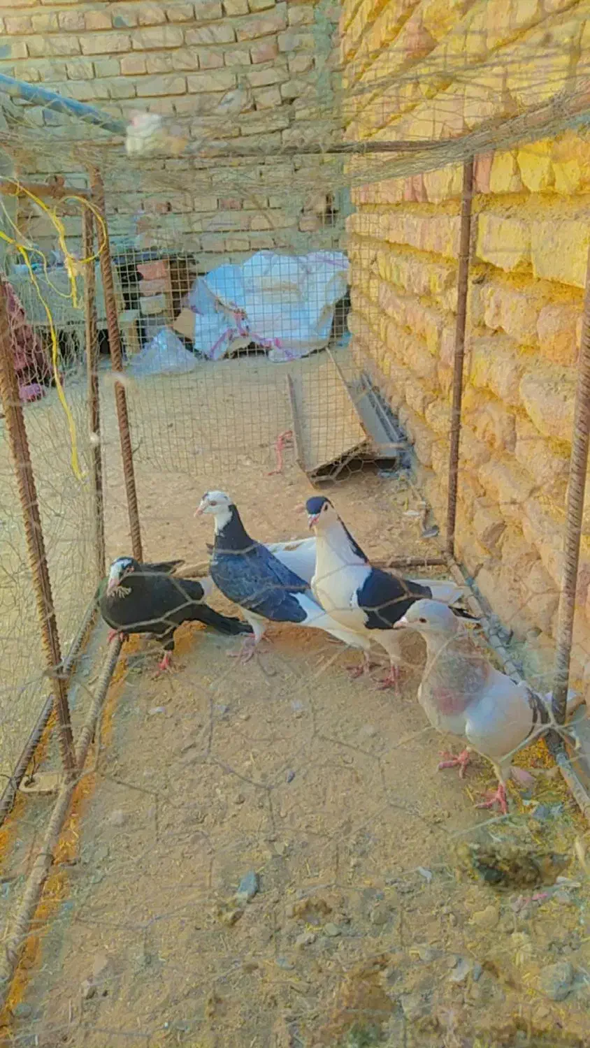 کبوتر نر وماده|پرنده|خاش, |دیوار