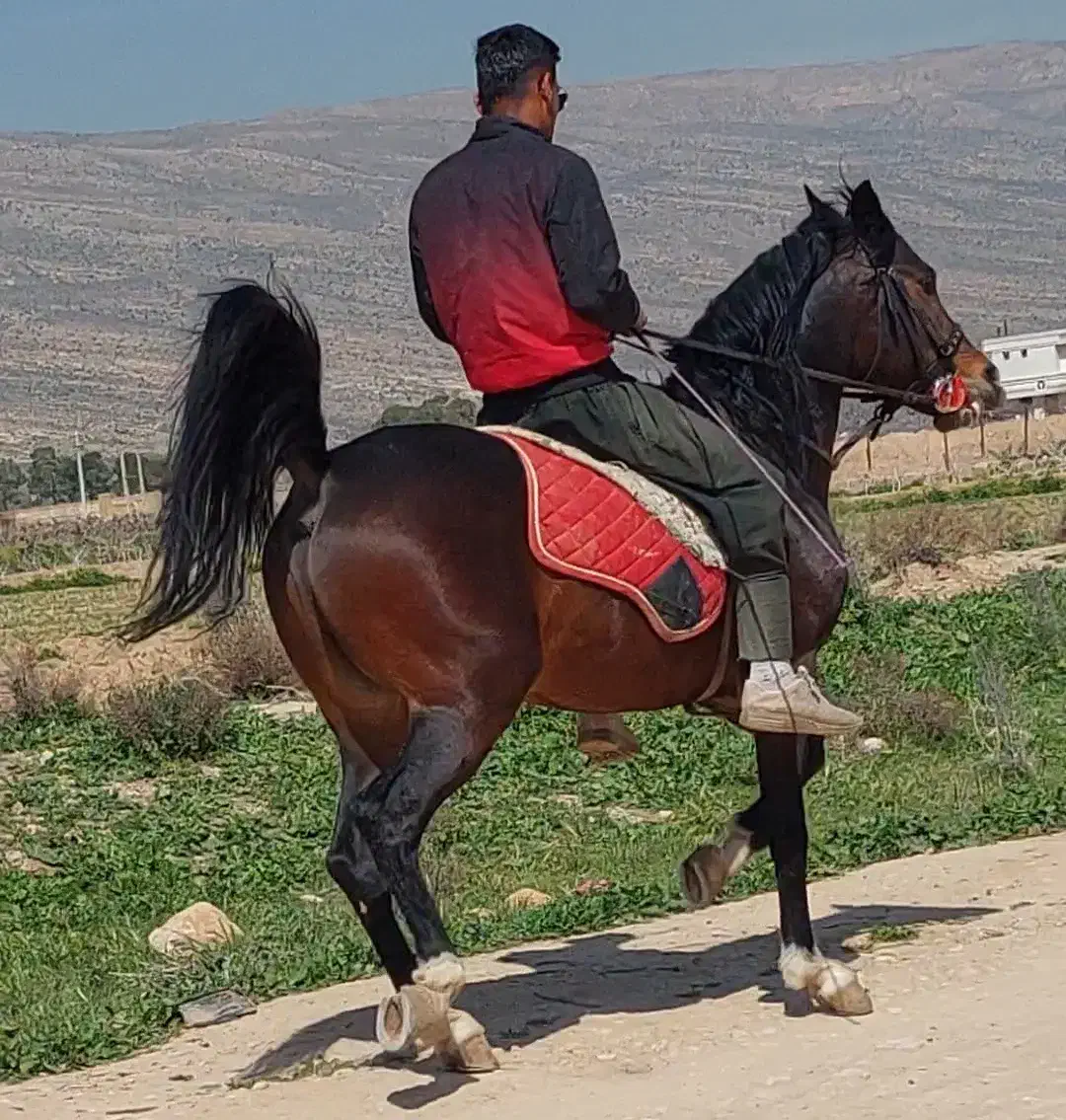 اسب نریون|اسب و تجهیزات اسبسواری|طسوج, |دیوار