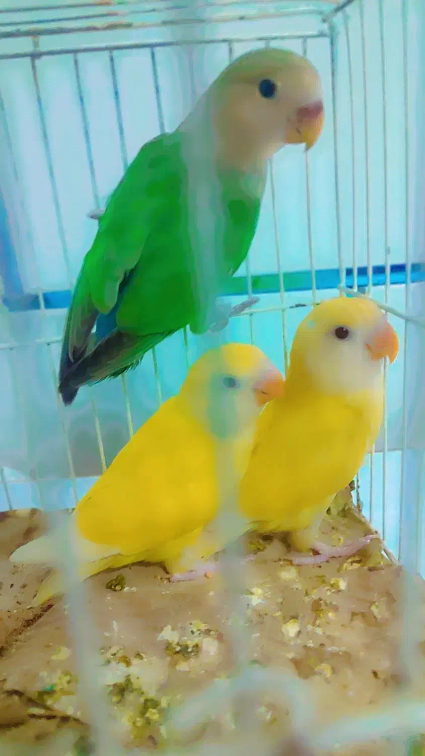 طوطی برزیلی|پرنده|دزفول, |دیوار