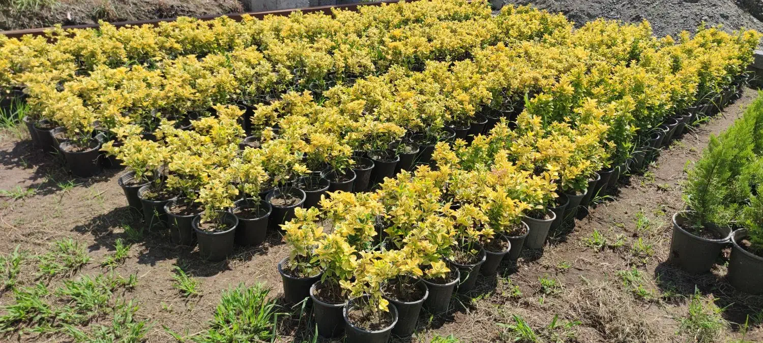 شمشاد طلایی گلدان 3/۵|گل و گیاه طبیعی|چابکسر, |دیوار