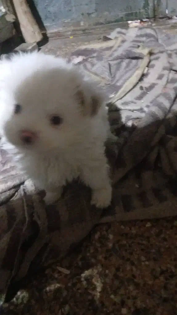 توله  پامرین ناز|سگ|اصفهان, شفق|دیوار