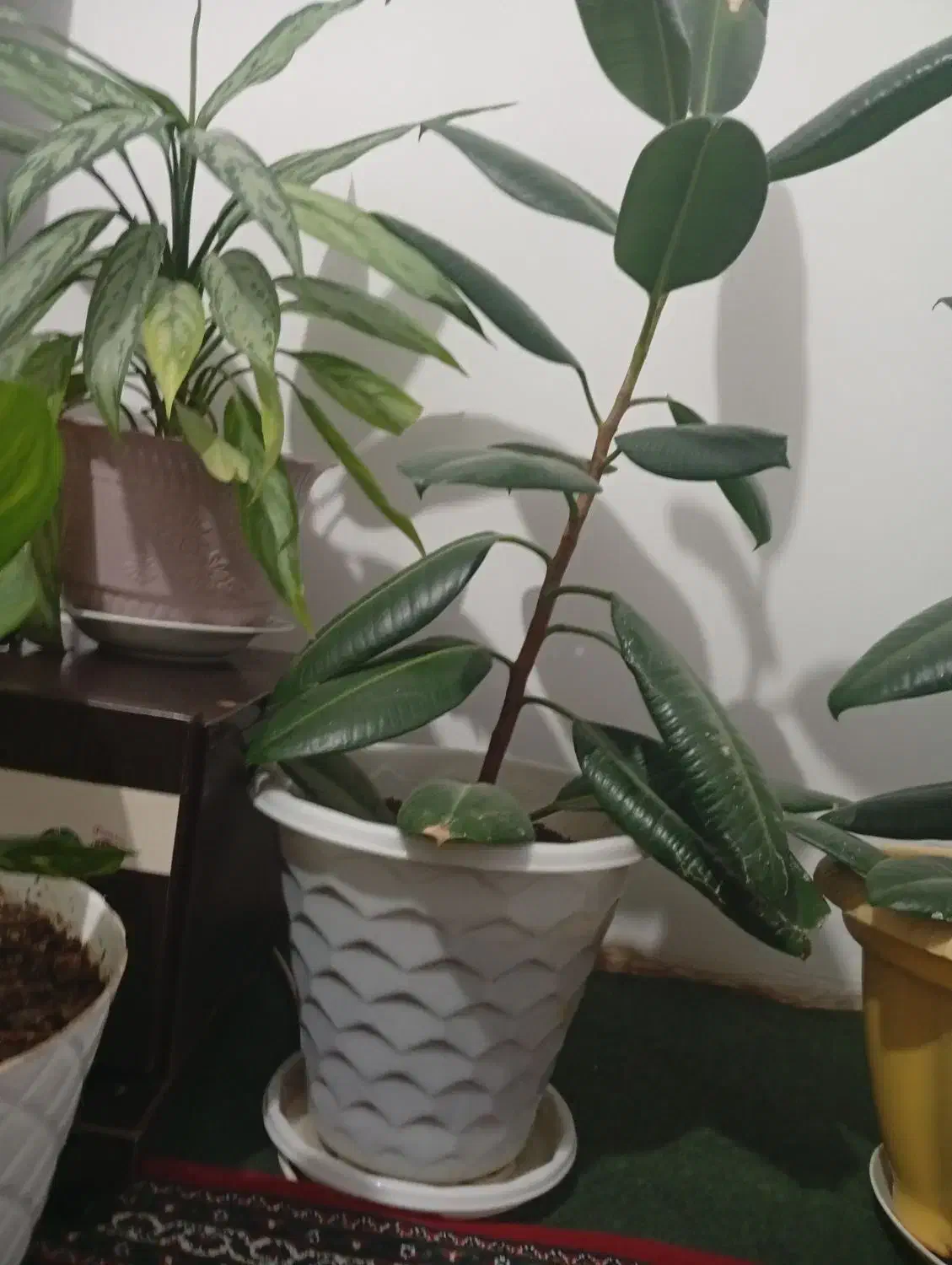 2 ملیون|گل و گیاه طبیعی|سنندج, |دیوار