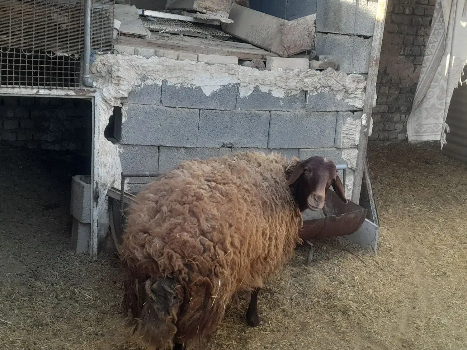 بره فروشی|حیوانات مزرعه|برخوار, |دیوار