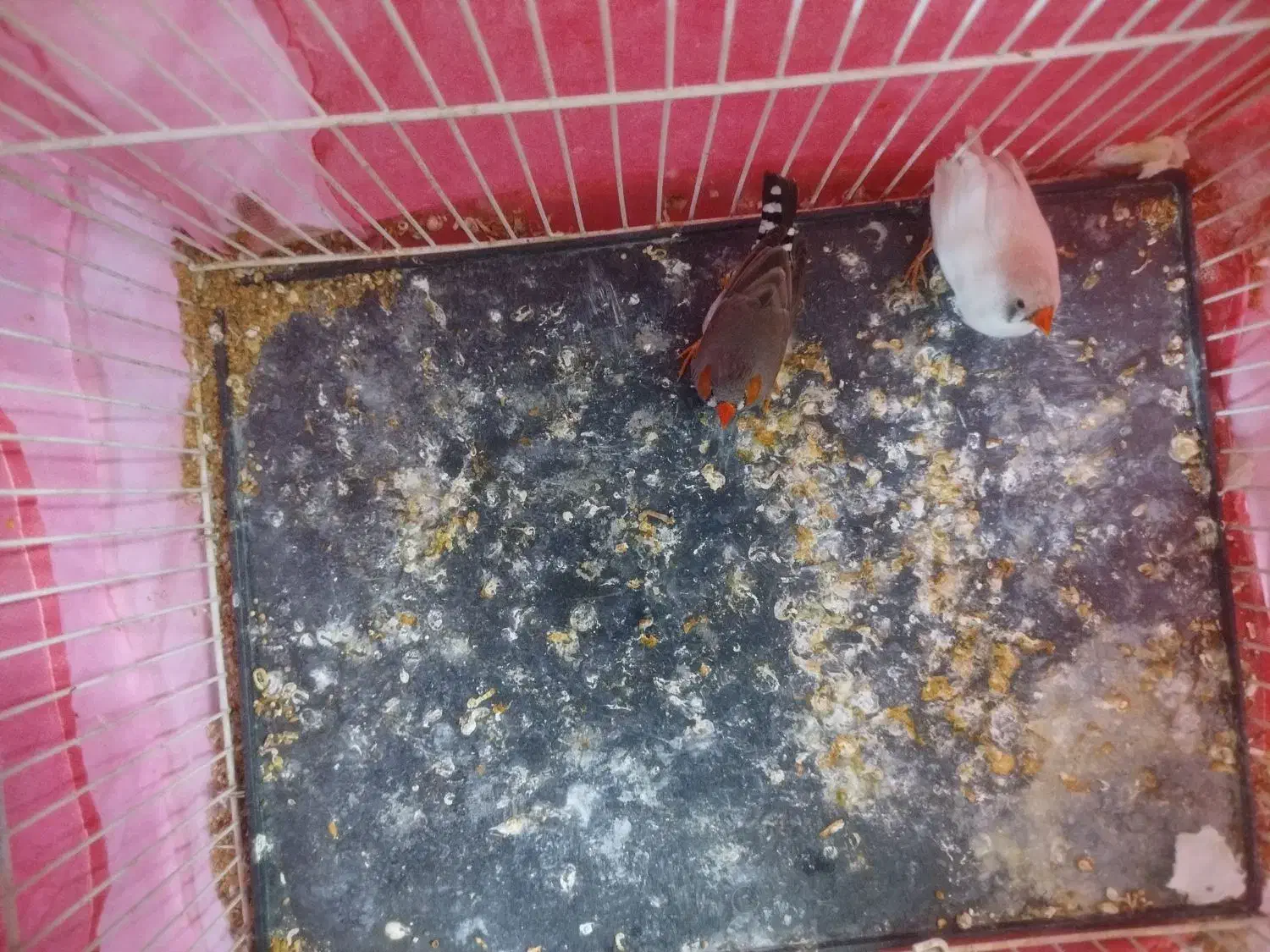 یک جفت فنچ به همراه یک تخم|پرنده|چناران, |دیوار