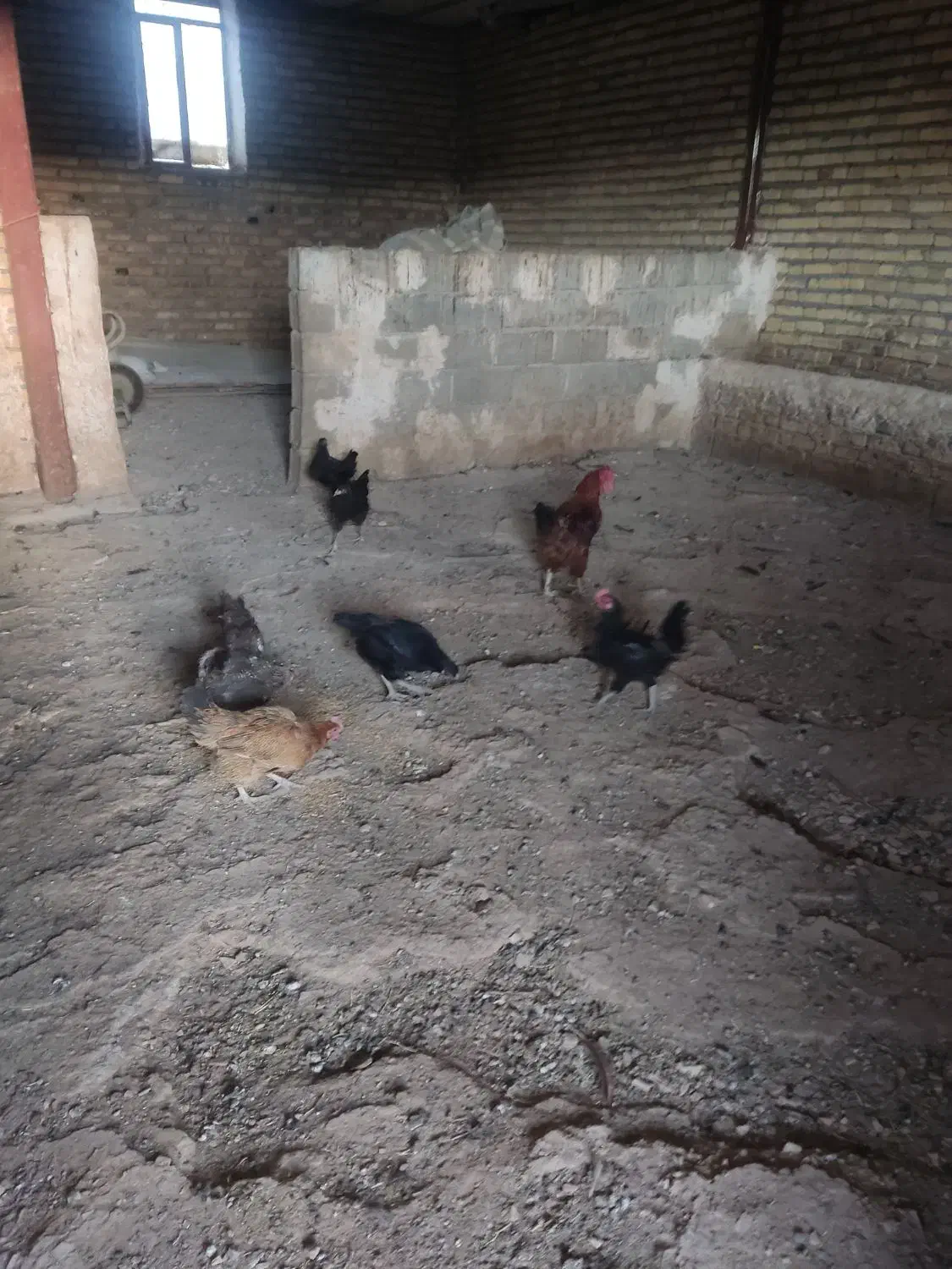 مرغ محلی|حیوانات مزرعه|جوانرود, |دیوار