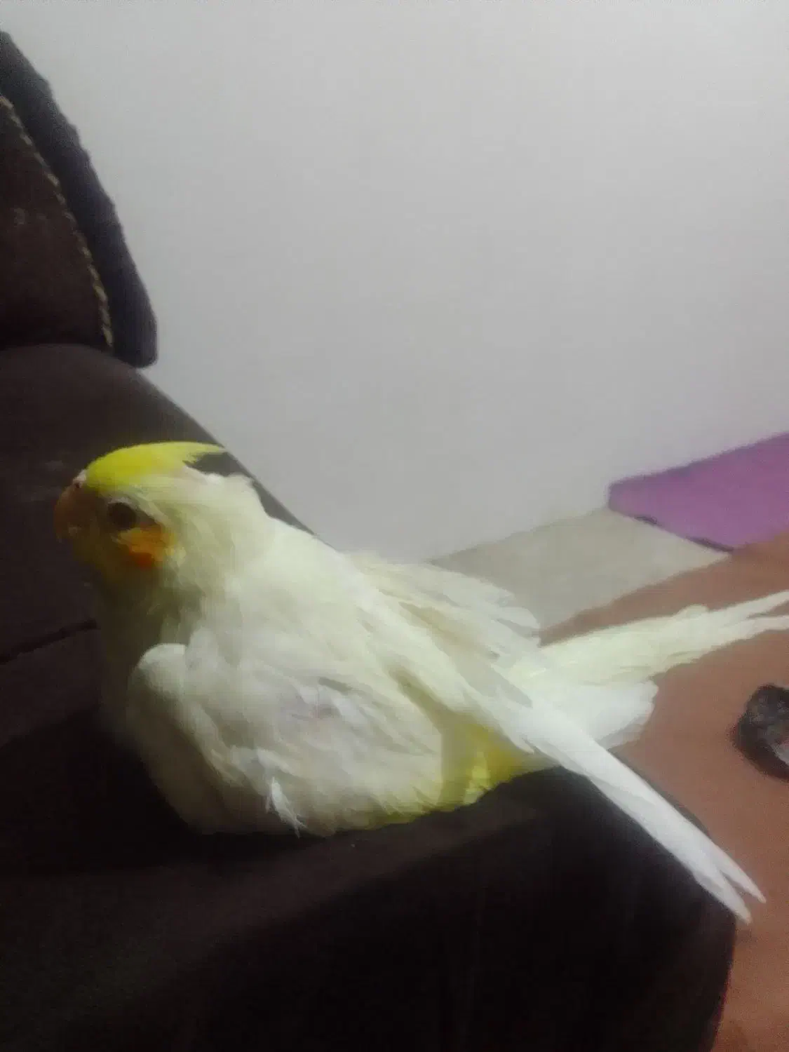 پرنده دستی بامزه|پرنده|هادی شهر, |دیوار