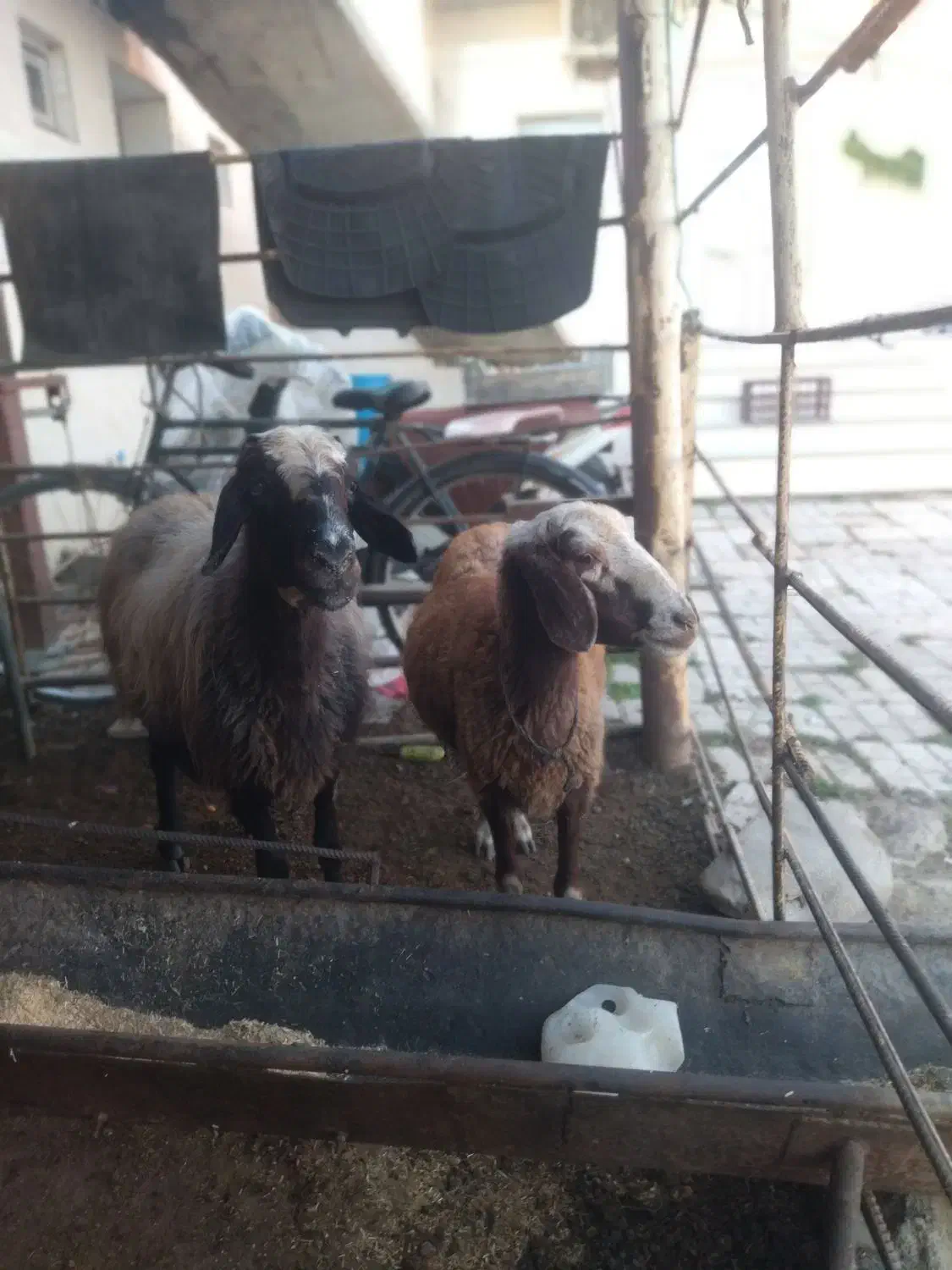 س بره دار بره نر او ماده  سه روزه از هر لخاظ سالم|حیوانات مزرعه|گنبد کاووس, |دیوار