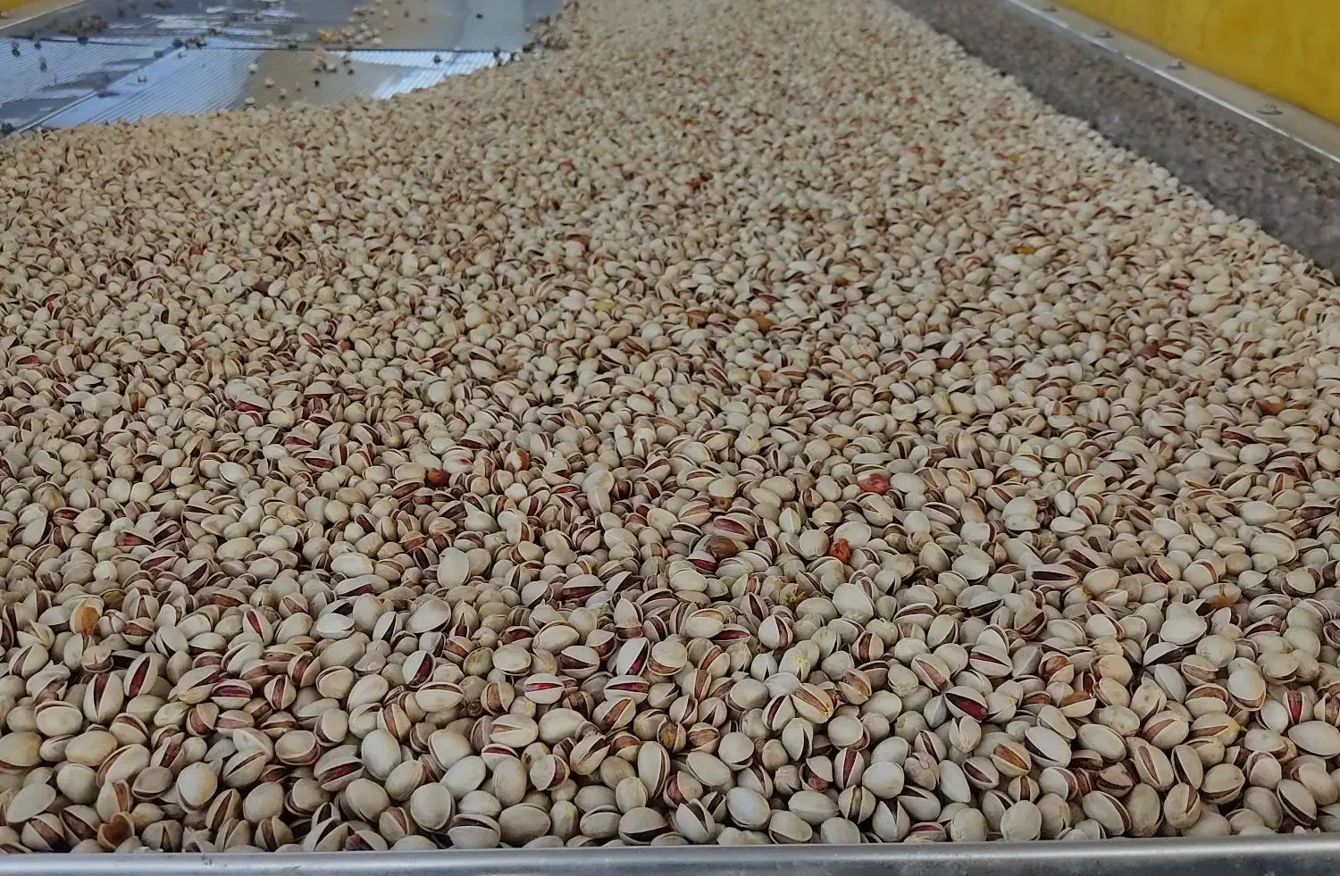 پسته و مغز پسته احمد آقایی امسالی|خوردنی و آشامیدنی|شاهینشهر, گزبرخوار|دیوار